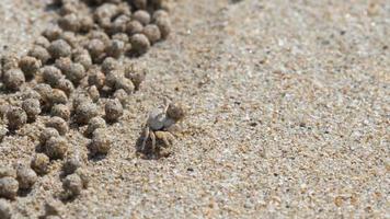 Scopimera globosa, sand bubbler crab or sand bubbler live on sandy beaches in the tropical Phuket Island. They feed by filtering sand through their mouthparts, leaving behind balls of sand. video