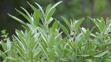 Common sage plant, aromatic herb and spice. Salvia officinalis in the garden.