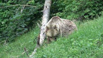 Europese bruin beer aan het eten gras in Woud video