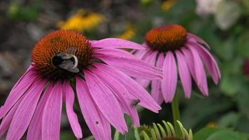 Echinacea purpurea flowering coneflowers. Bumble-beeon a blossoming flower. video