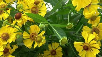 Helenium Autumnale ist eine nordamerikanische Art von Blütenpflanzen aus der Familie der Sonnenblumengewächse. gebräuchlicher Name ist gemeines Nieskraut. video