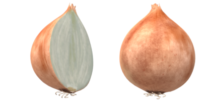 Onion - Vegetable 3d Render on transparent background png