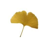 Yellow fresh ginkgo leaf isolated, medicinal organic plant close-up, clipping path cutout object, eco-friendly environment concept png