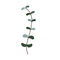 hoja verde aislada png