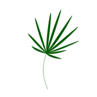 palm leaf isolated png