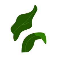 foglia verde isolata png