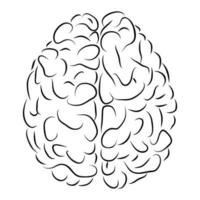 vista superior del cerebro humano en blanco y negro. el concepto de anatomía. vector