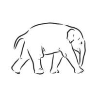dibujo vectorial de elefante vector