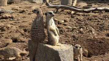 suricato, suricata suricatta seduta su un' pietra e guardare in il distanza. video