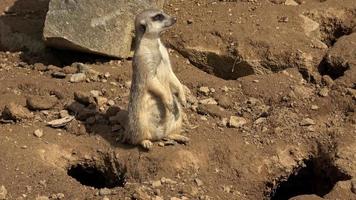 suricate, suricata suricatta assis et regardant au loin. video