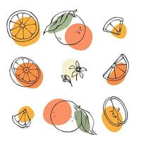 Oranges, slices and leaves black outline illustration set with abstract color spots. vector