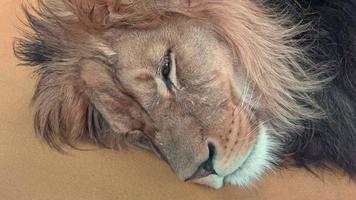 lion de barbarie panthera leo leo. lion endormi video