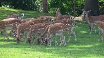 Fallow deer family in a green meadow in summer Dama dama video