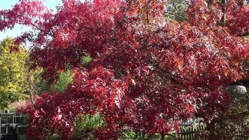 Feuilles d'automne de couleur rouge du chêne quercus palustris video