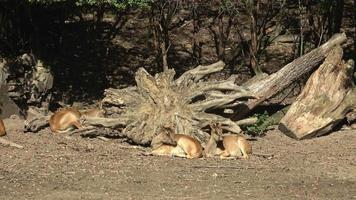 groep van Nijl lechwe of Mvr grijs lechwe Kobus megaceros is een bedreigd soorten van antilope gevonden in moerassen en grasland in zuiden Soedan en Ethiopië. video