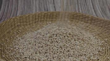 Dry pearl barley. Wheat grains pearled barley video
