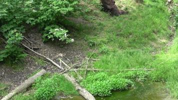 descansando oso pardo ursus arctos en el bosque video