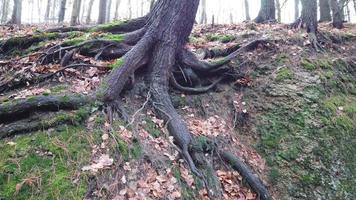 raíces de árboles con suelo cubierto de musgo en el bosque video