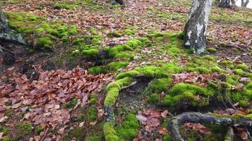 albero radici con terra coperto con muschio nel foresta video