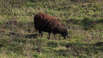 får betning på en grov gräs fält. video