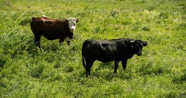 Two cows grazing in a green grass field photo