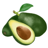 avokado frukt illustration. png