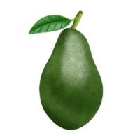 ilustración de fruta de aguacate. png