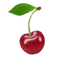 ilustración de cerezas rojas. png