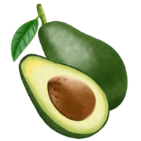 Avocado fruit illustration. png