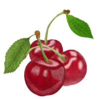 illustration de cerises rouges. png