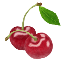 ilustración de cerezas rojas. png
