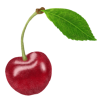 ilustración de cerezas rojas. png