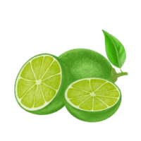 Green lemon illustration, color painting. png