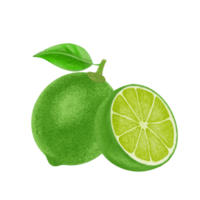 Green lemon illustration, color painting. png