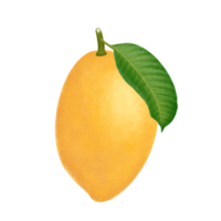 ilustração de fruta manga. png