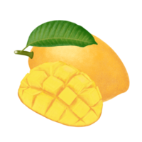Mango fruit illustration.