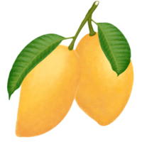 ilustración de fruta de mango. png