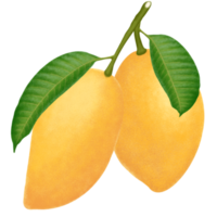 Mango fruit illustration. png