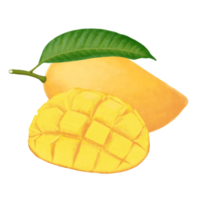 illustration de mangue. png