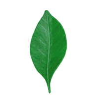 Orange green leaf illustration, color painting. png