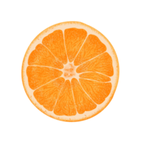 Orange illustration, color painting. png