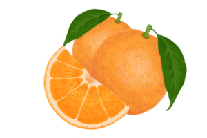 ilustración naranja, pintura en color. png