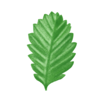 Strawberry green leaf illustration, color painting. png