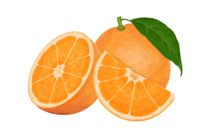 Orange illustration, color painting. png