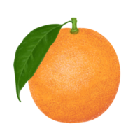 orange illustration, Färg målning. png