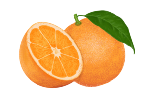 Orange illustration, color painting. png