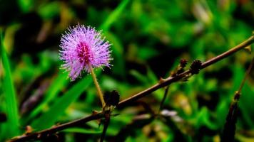 beautiful pink flowers in the green grass photo