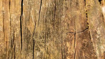 old wood texture as a background photo