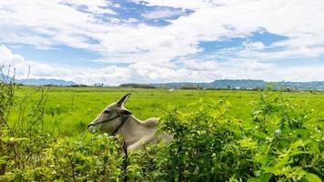 vacas relajándose en la hierba verde foto