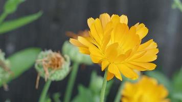 blomma calendula calendula officinalis, pott, trädgård eller engelsk ringblomma. stänga upp av medicinsk calendula ört. video